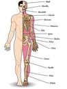 Human Body Assembly